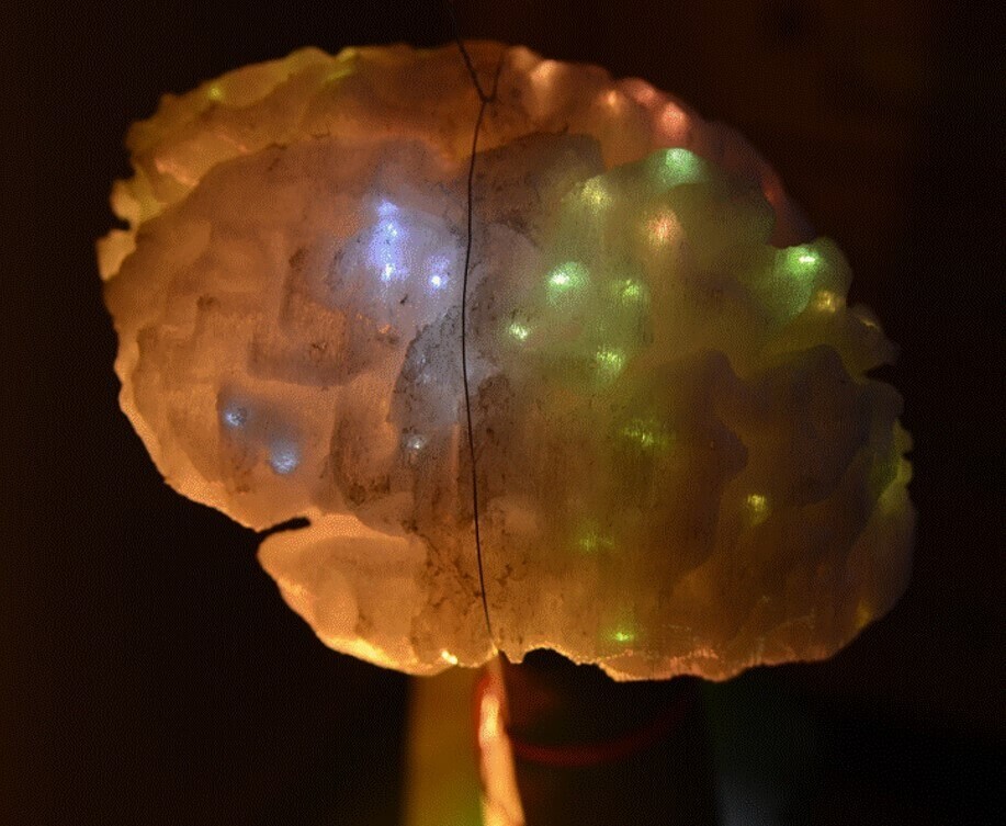 illuminated 3D printed model brain