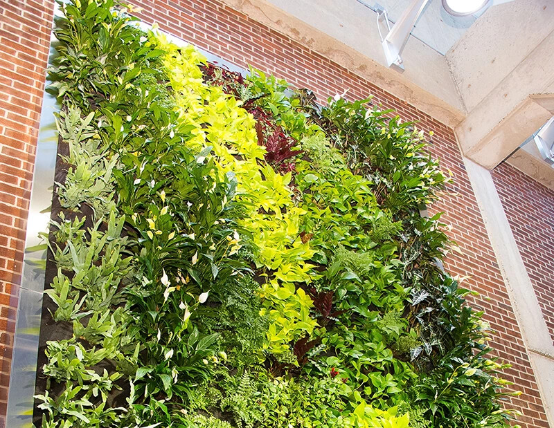 section of green wall