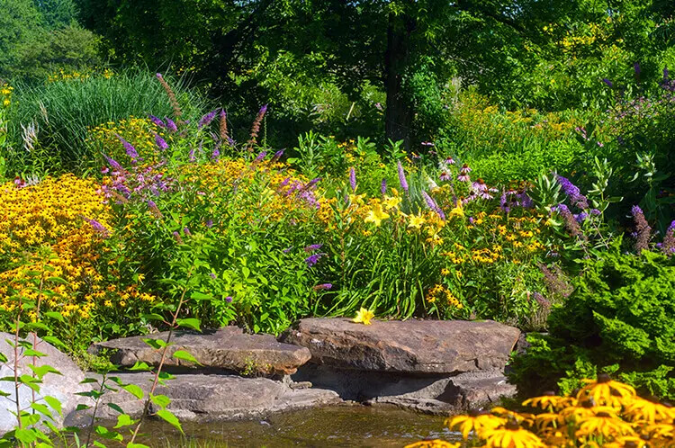 butterfly garden