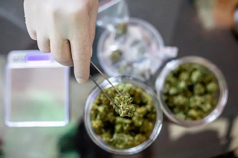 gloved hand working with medical cannabis