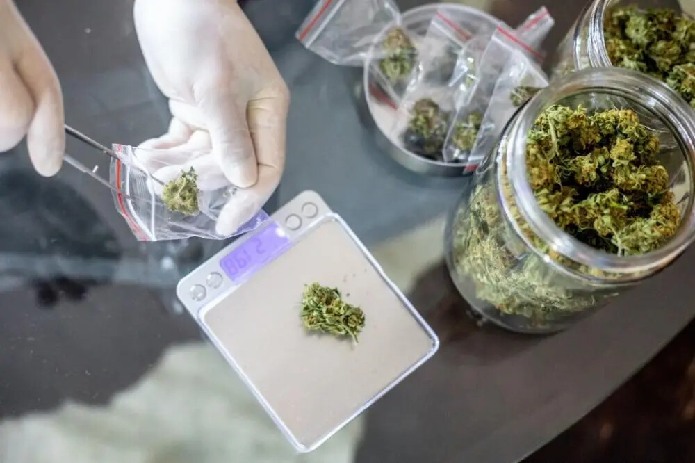 gloved hangs working with medical cannabis
