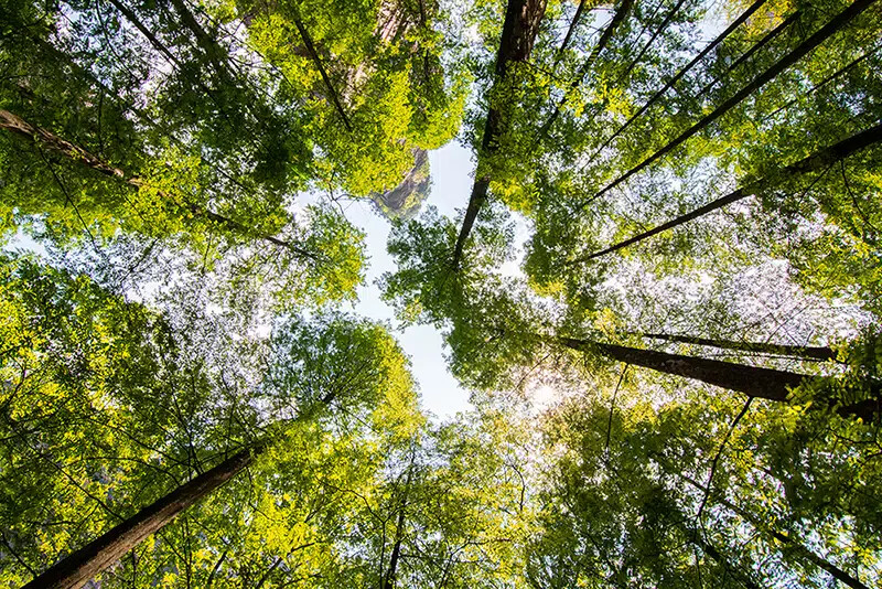 looking up at trees