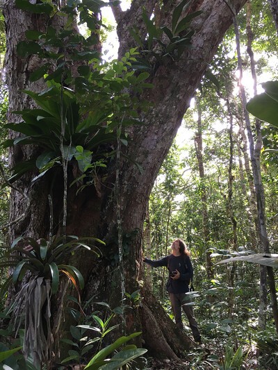 professor jay kelly touching tree in brazil