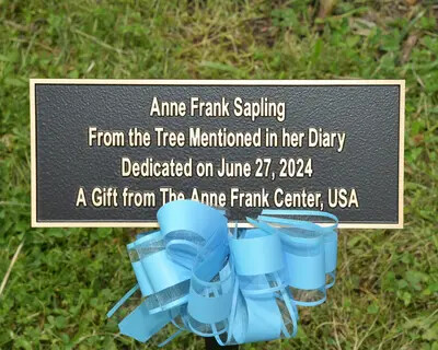plaque for anne frank sapling with bow