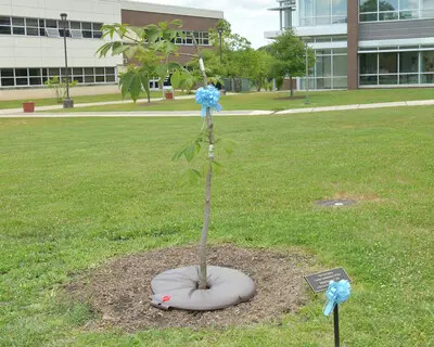 Sapling from Anne Frank’s chestnut tree with west building behind