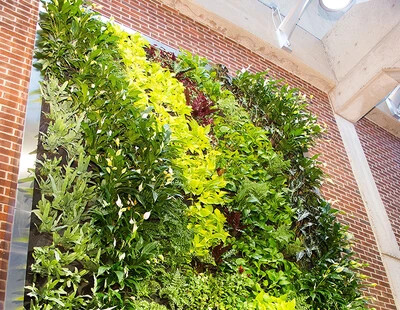 section of green wall