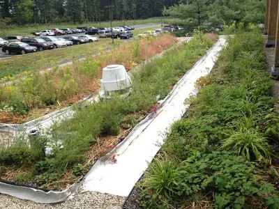 green roof