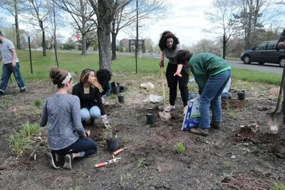 rain garden