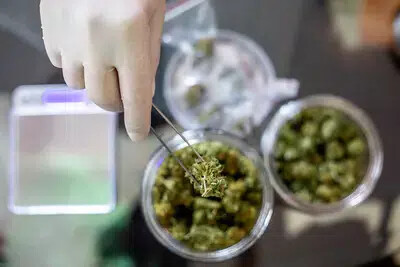 gloved hand working with medical cannabis