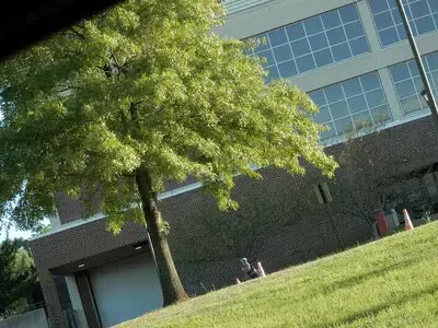 tree and detail of college building