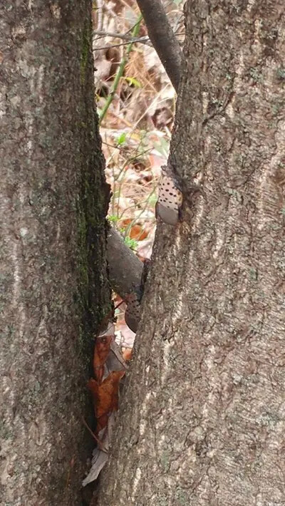 spotted lanternflies on tree