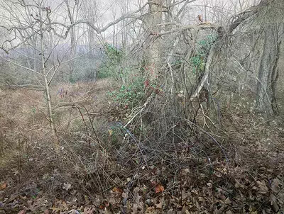 natural looking painting of woods