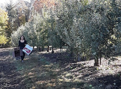 Valeria Izeppi picking apples
