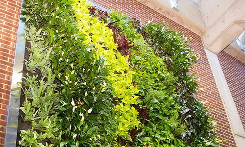 section of live green wall