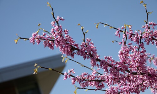 tree branch with pink flowers