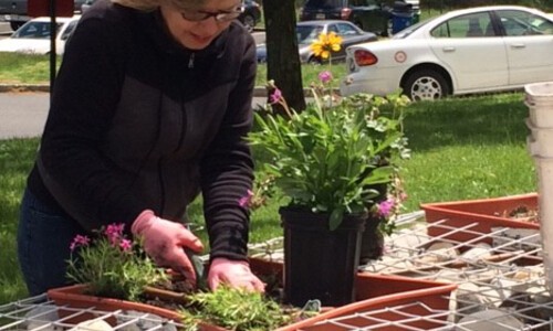 woman planting in enabling garden
