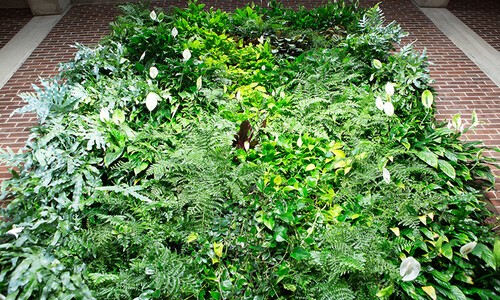 section of green wall