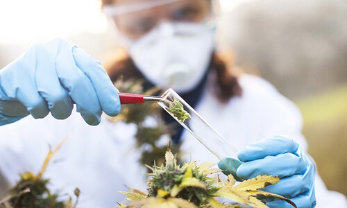 woman putting cannabis in test tube