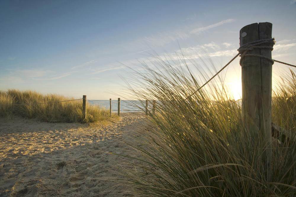 “Strings and Sticks” Help Make Space on NJ Beaches for Rare Plants and Animals