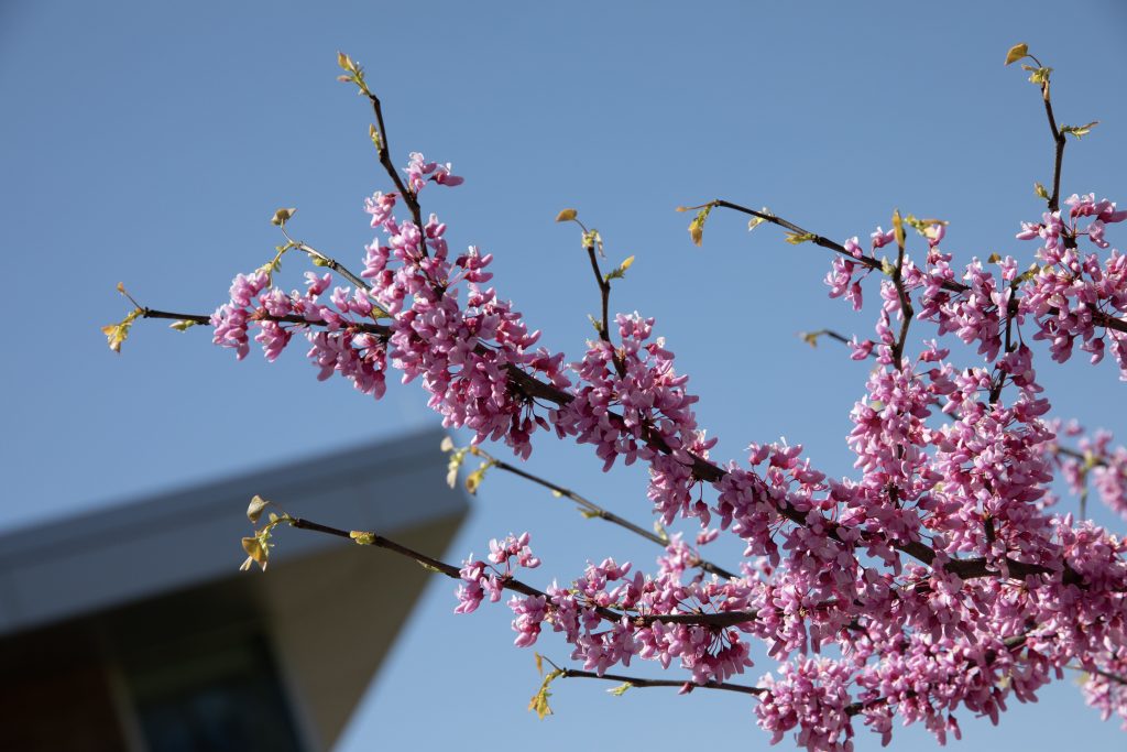 Annual Pollinator Event to be Held