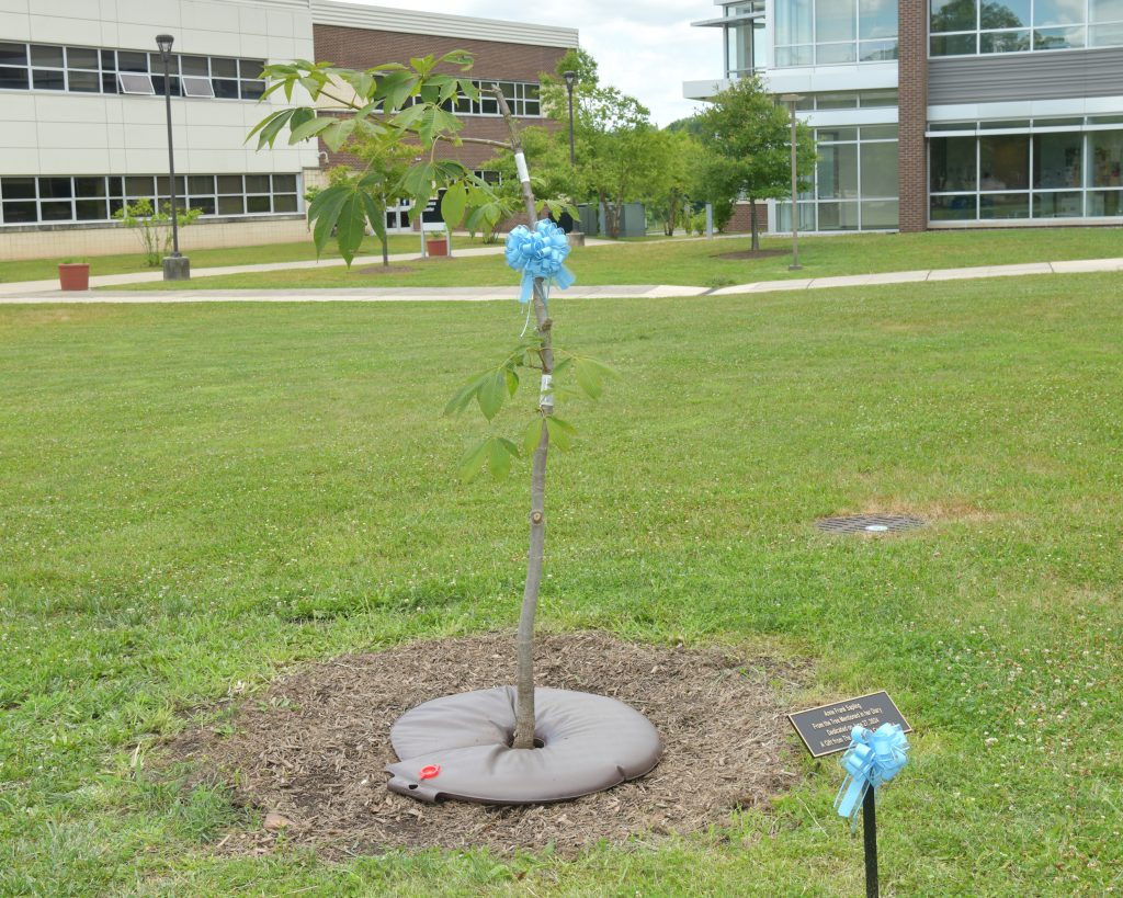 Courier News: Sapling from Anne Frank’s chestnut tree takes root at Raritan Valley Community College