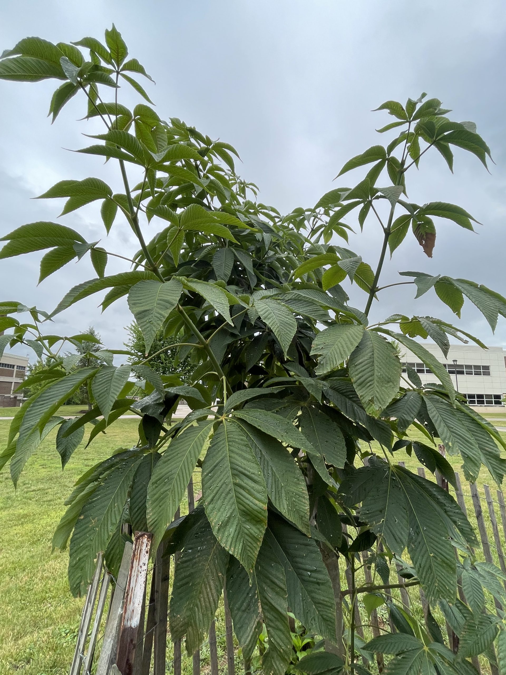 6.9.2 Holocaust and Genoicide _Anne Frank Sapling 2